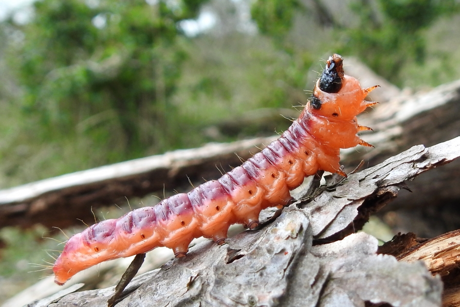 Boze rups - Geleedpotigen - Wilgenhoutrups