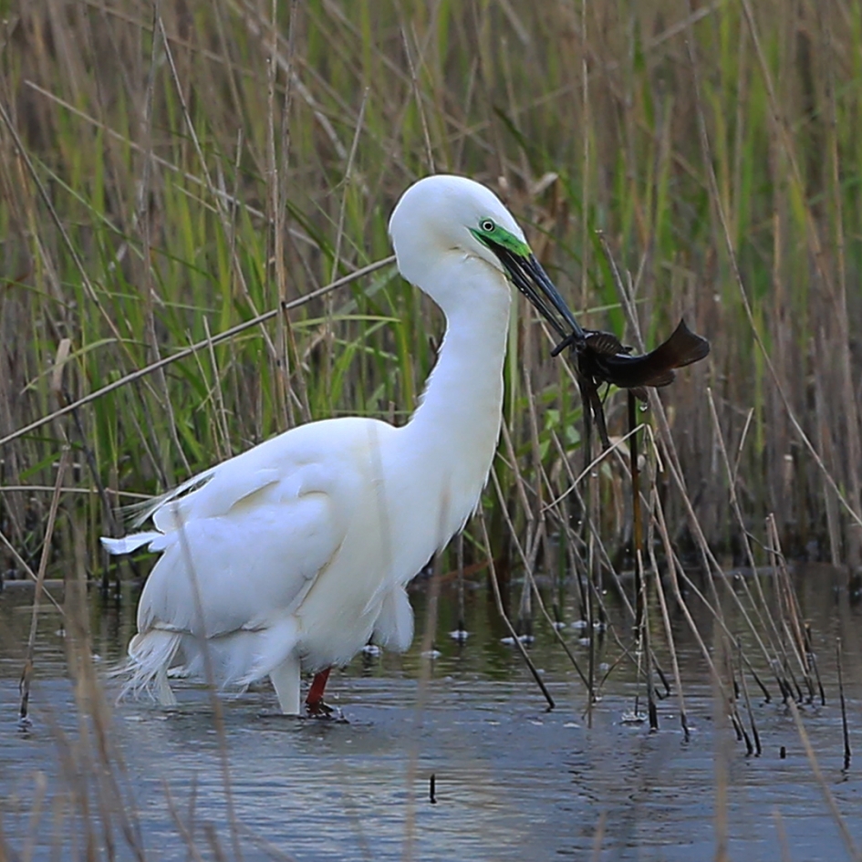 Bruidsschat - Vogels - Grote Zilverreiger