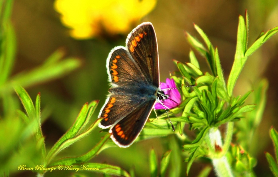 Bruin Blauwtje - Geleedpotigen - 