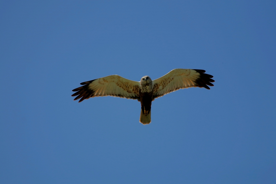 Bruine Kiekendief komt kijken - Vogels - Bruine kiekendief