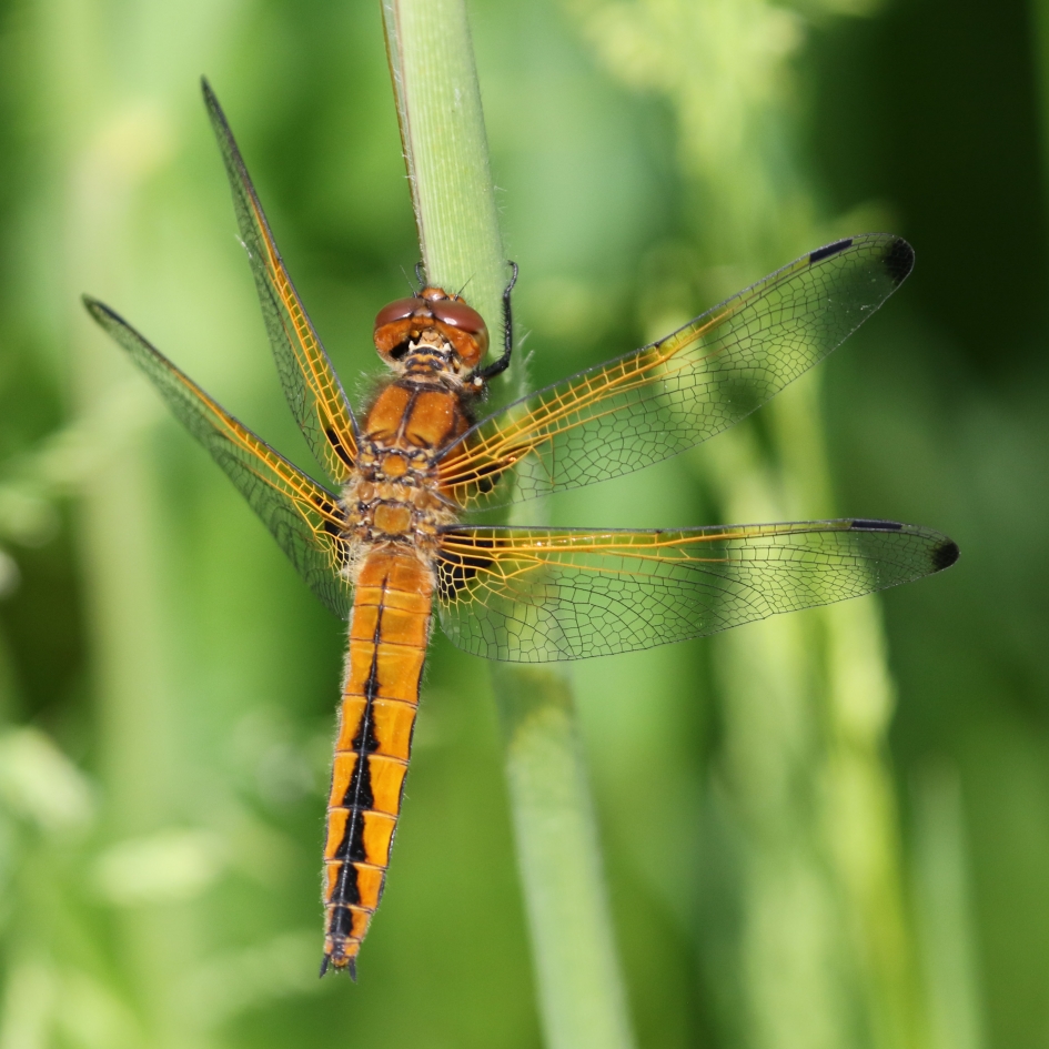 Bruine korenbout - Geleedpotigen - 