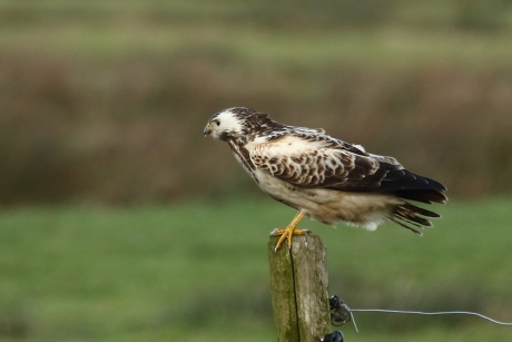 buizerd