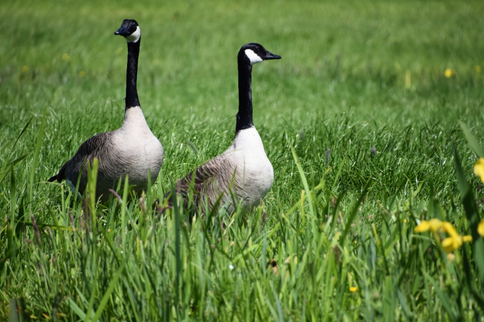Canadesche ganzen - Vogels - 