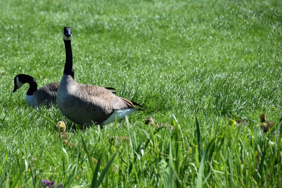 Canadesche ganzen met pulletjes - Vogels - 