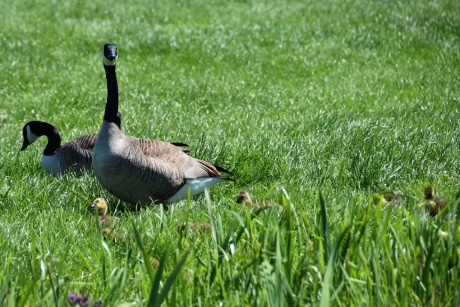 Canadesche ganzen met pulletjes