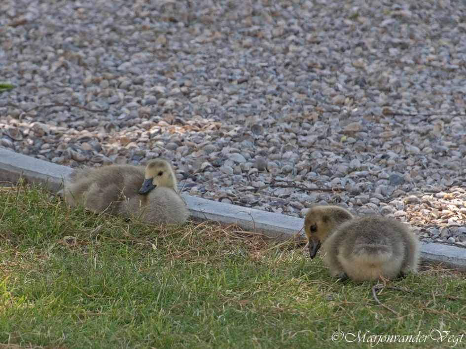Canadeze kleintjes - Vogels - Canadese ganzen