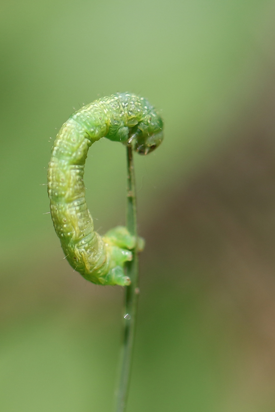 capriolen-1- - Geleedpotigen - 