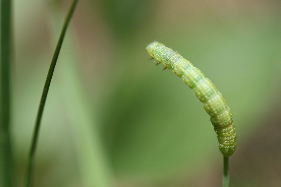 capriolen -2- - Geleedpotigen - 