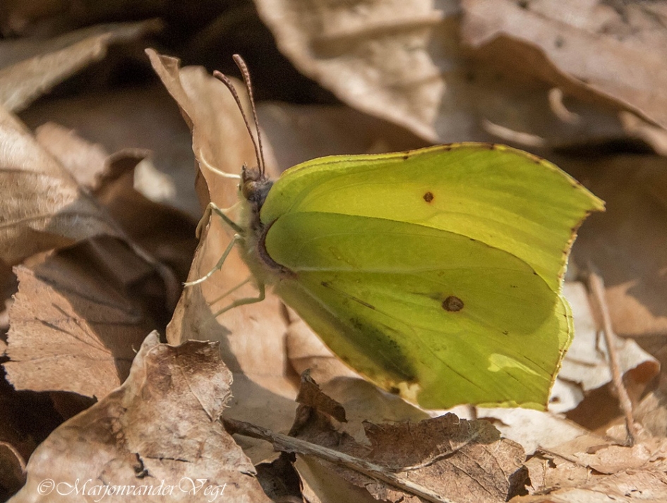 Citroentje - Geleedpotigen - Citroenvlinder
