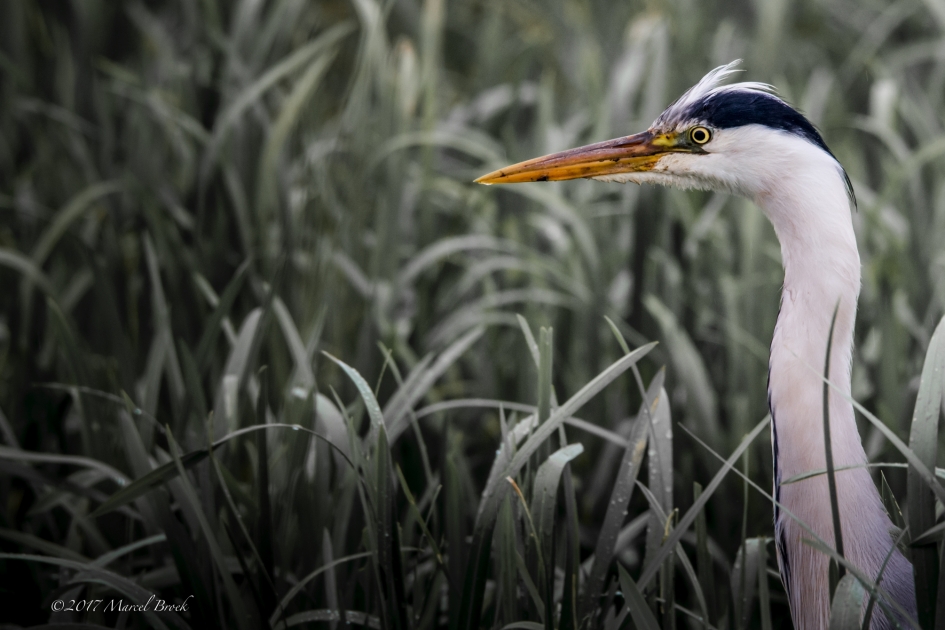 Close-up - Vogels - Blauwe Reiger
