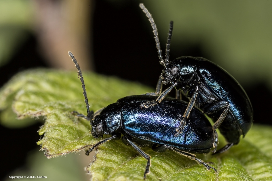 Contact - Geleedpotigen - Bladhaantje