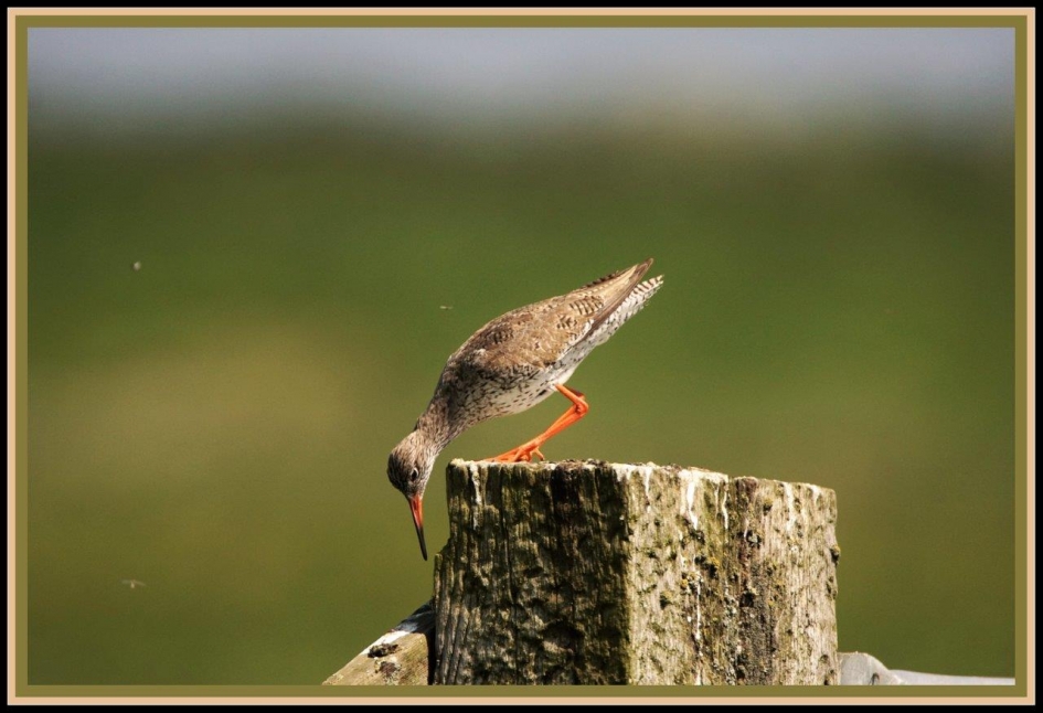 Daar zit iets - Vogels - Tureluur