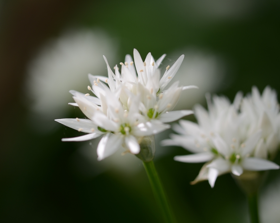 Daslook - Planten - Daslook