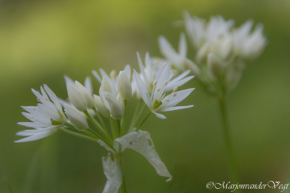 Daslook - Planten - Daslook