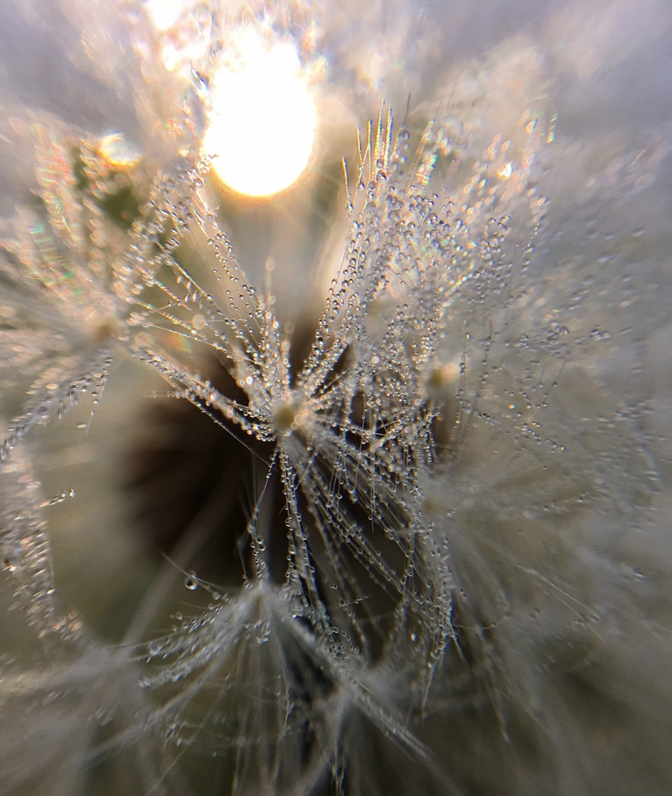 Dauwdruppels - Planten - 