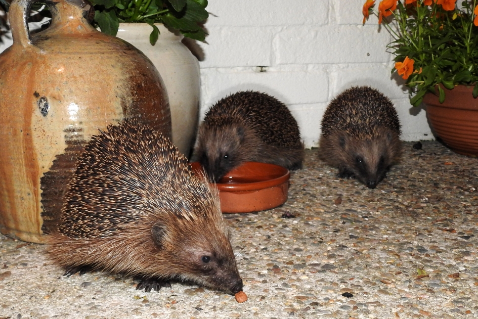 De drie musketiers - Zoogdieren - Egel