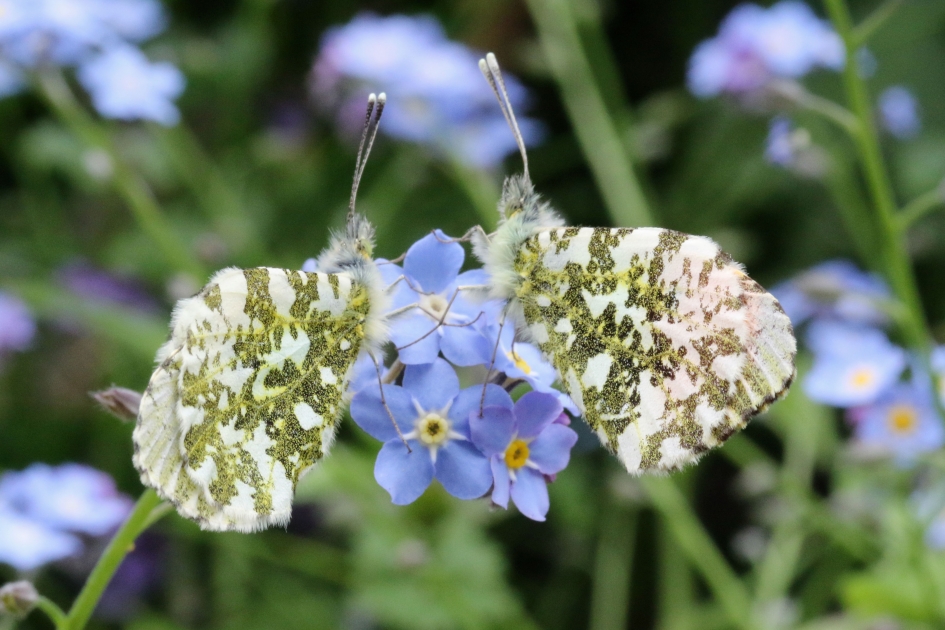 De heer en mevrouw Oranjetip (2) - Geleedpotigen - 