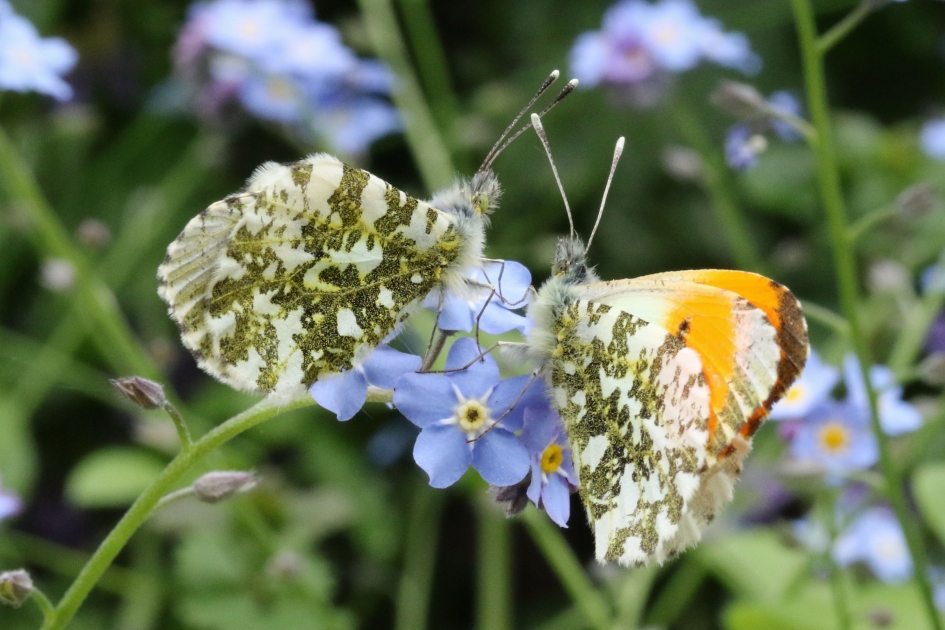 De heer en mevrouw Oranjetip - Geleedpotigen - 