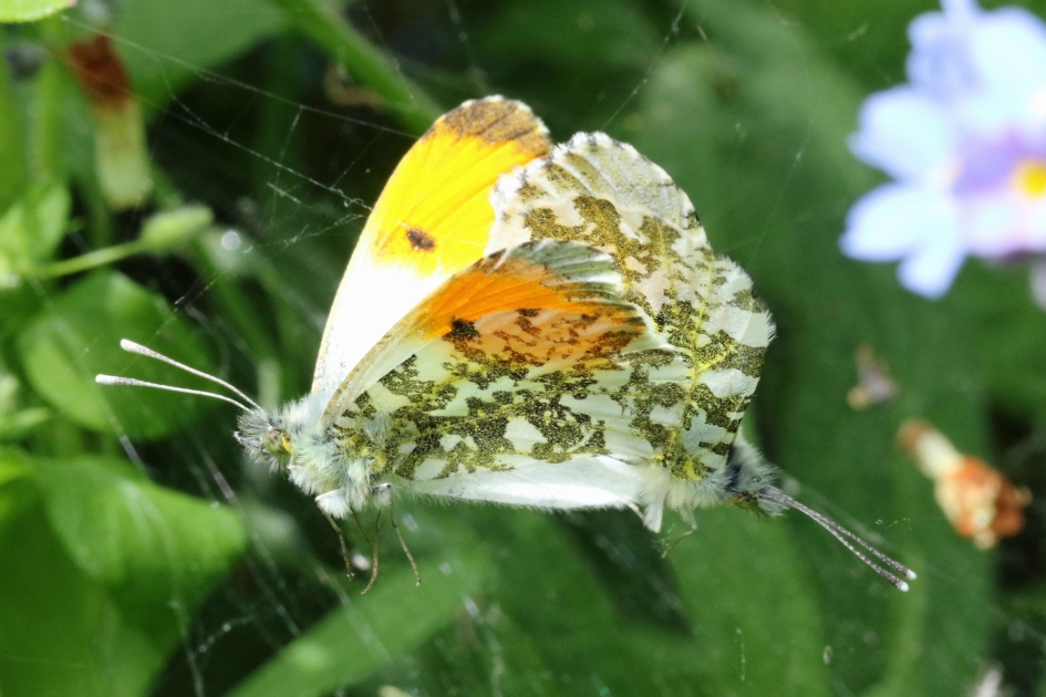 De heer en mevrouw Oranjetip (3) - Geleedpotigen - 