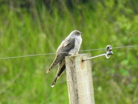 De koekoeken zijn er weer.