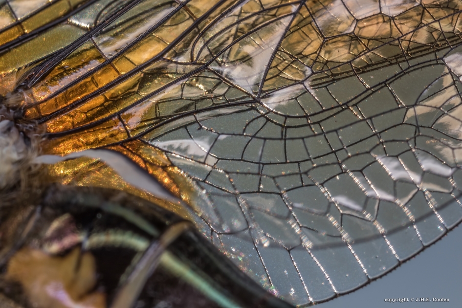 Detail - Geleedpotigen - Smaragdlibel