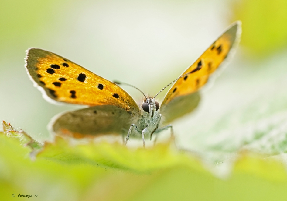 Dicht bij het vuur - Geleedpotigen - 