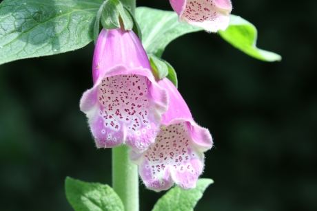 Digitalis