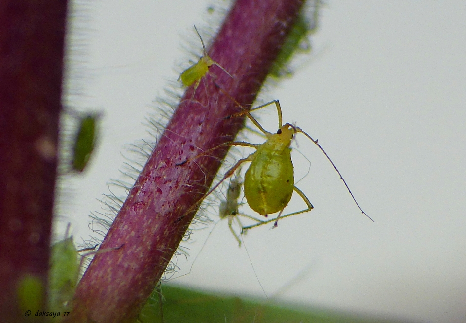 Dik bladluisje - Geleedpotigen - 
