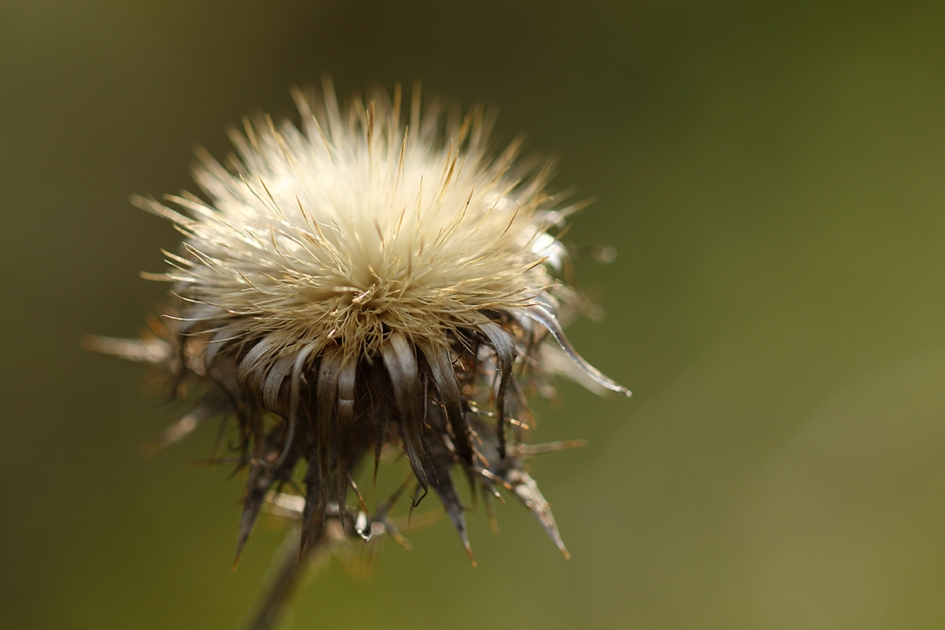 driedistel - Planten - 