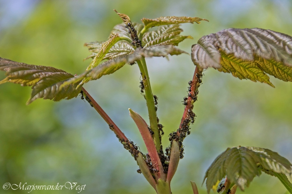 Druk bezocht - Geleedpotigen - Mieren