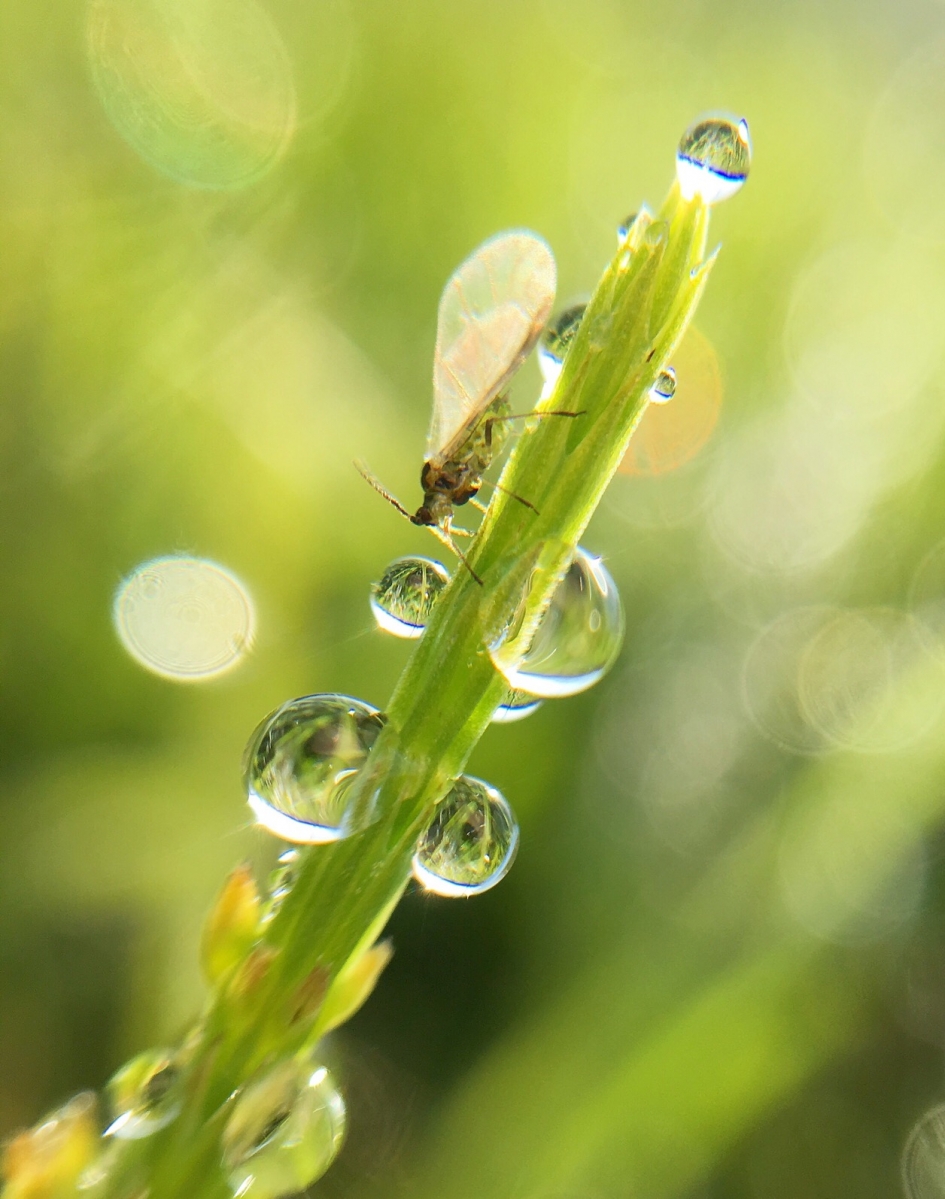 Druppels - Geleedpotigen - 