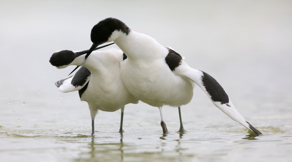 Dubbel gekruist ... - Vogels - Kluut
