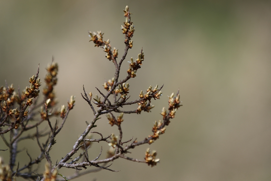 duindoorn - Planten - 