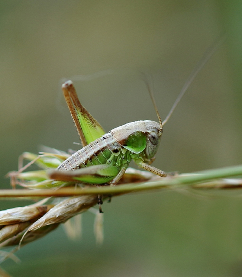 duinsabelsprinkhaan -nimf- - Geleedpotigen - 