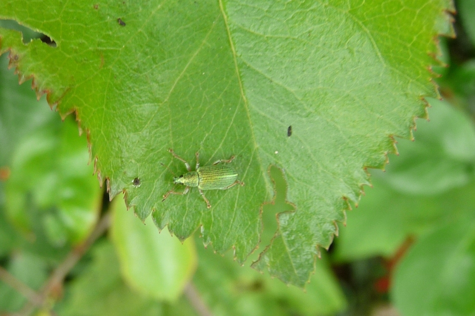 "Een beestje" - Geleedpotigen - 