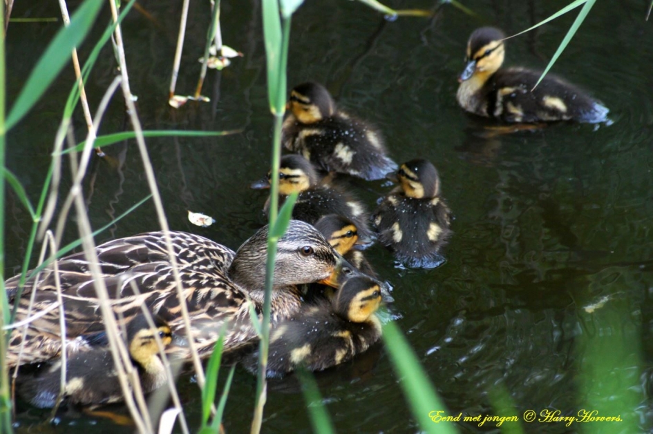 Eend met jongen, verscholen in het riet - Vogels - 