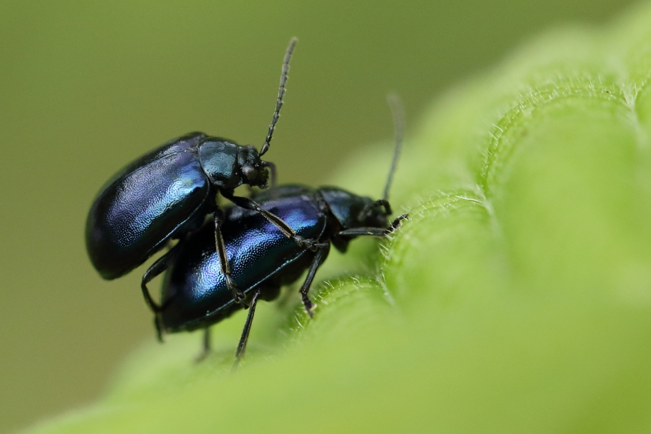 elzenhaantjes - Geleedpotigen - 