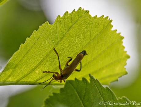 En ik tel tot tien,...