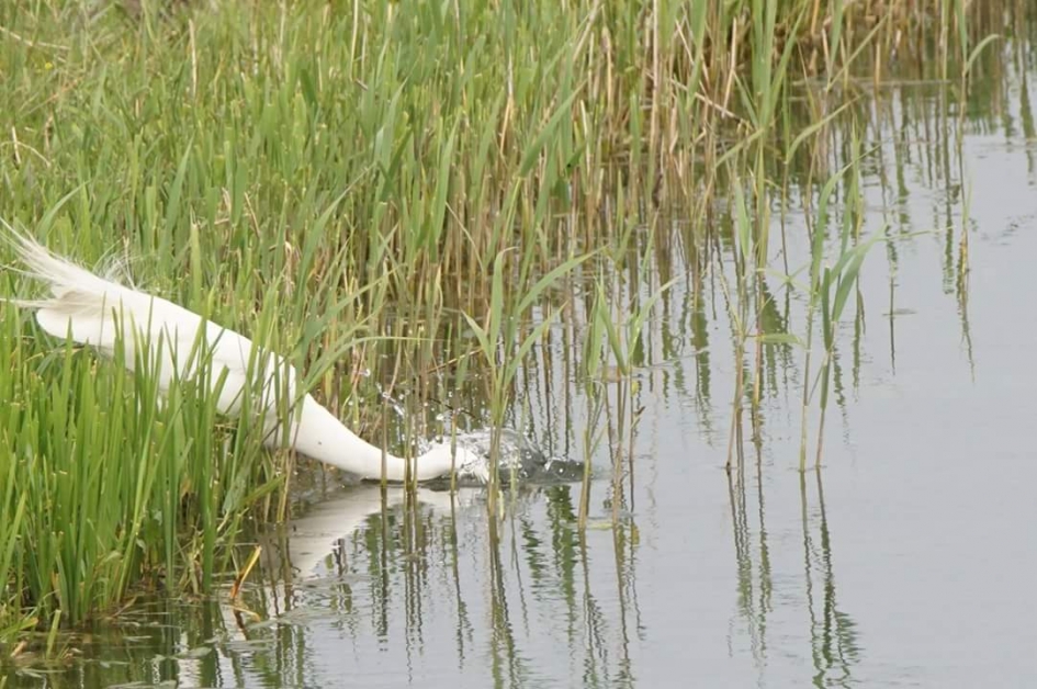 En nog mis ook - Vogels - Grote zilver reiger