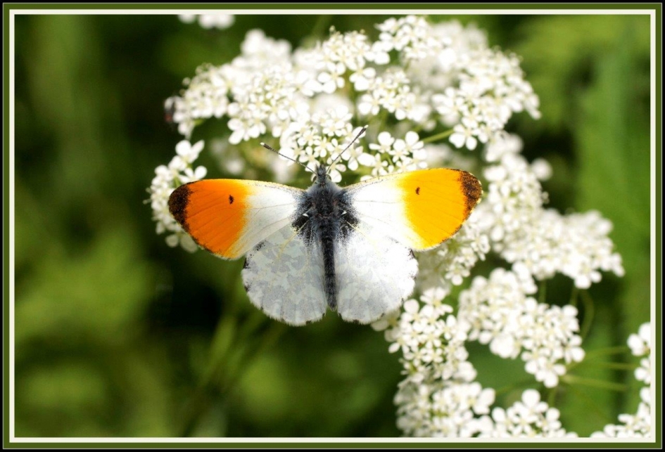 Energie verzamelen - Geleedpotigen - Oranje tipje