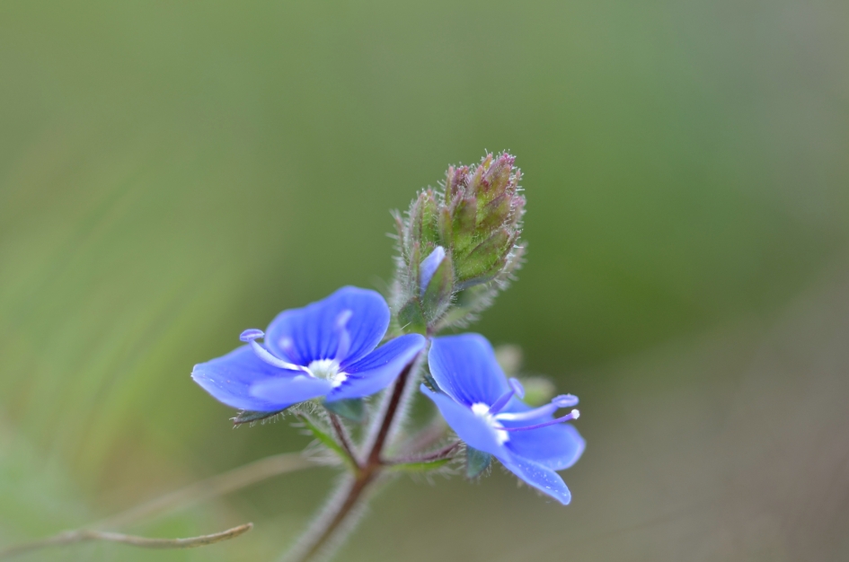 Ereprijs - Planten - ereprijs sl.