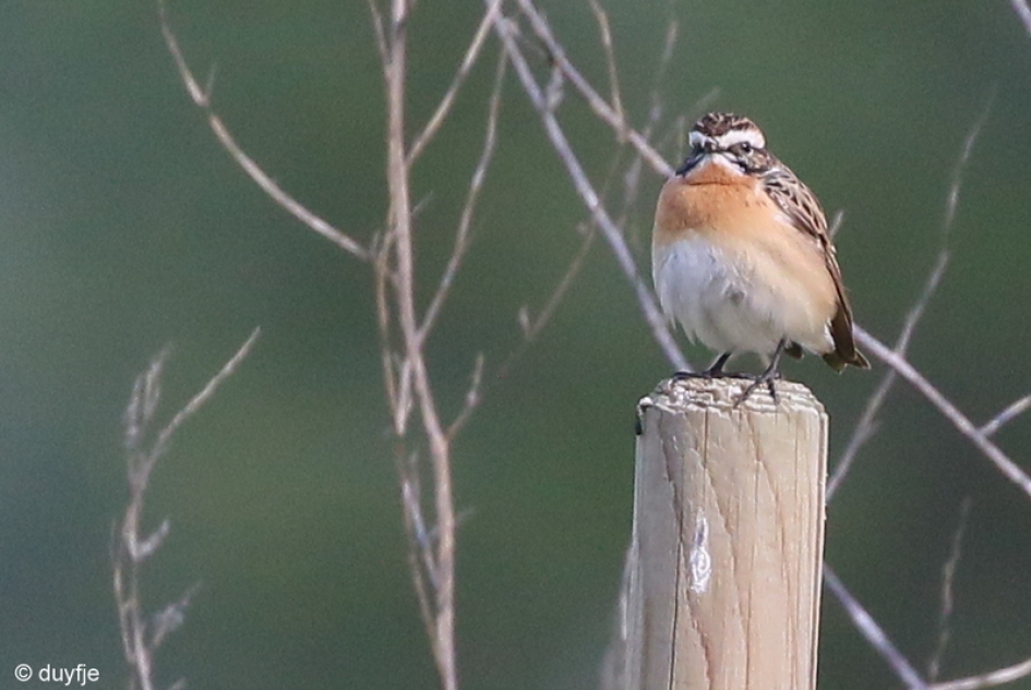 ernstig - Vogels - Paapje
