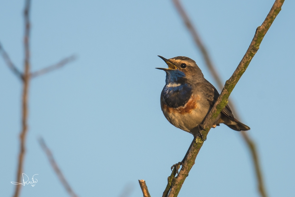 Euforische blauwborst op een mooie lenteochtend - Vogels - Blauwborst