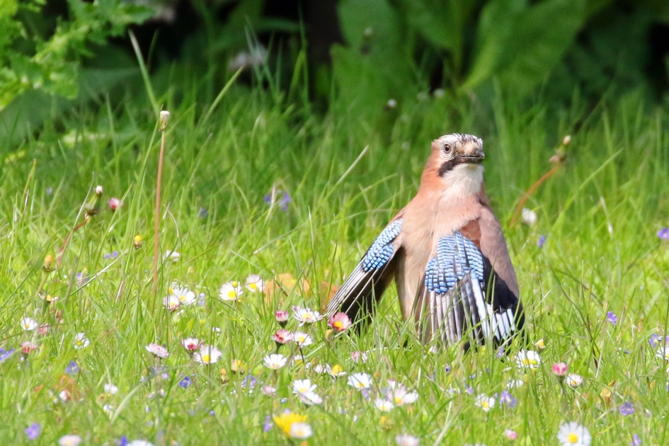 Even drogen (2) - Vogels - Gaai