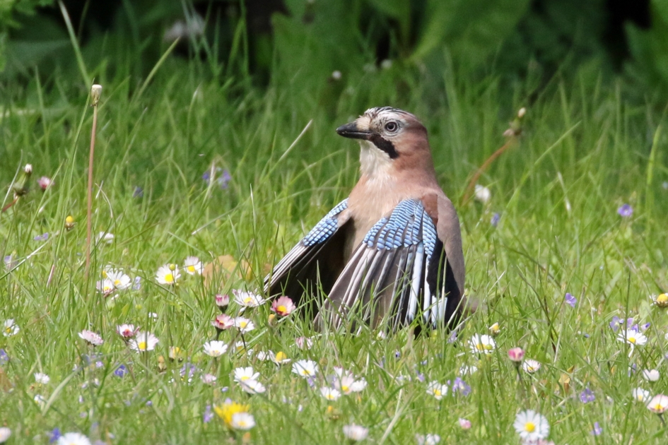 Even opdrogen... - Vogels - Gaai