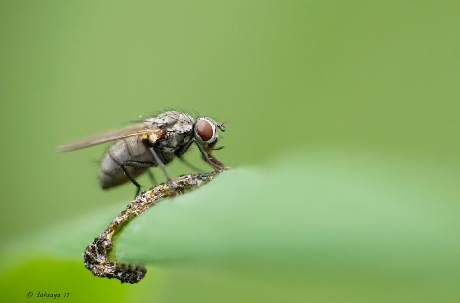 Even proeven - Geleedpotigen - 