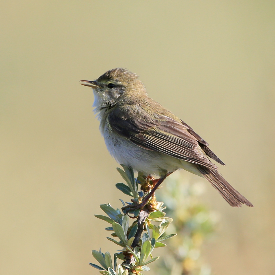 Fitis - Vogels - Fitis