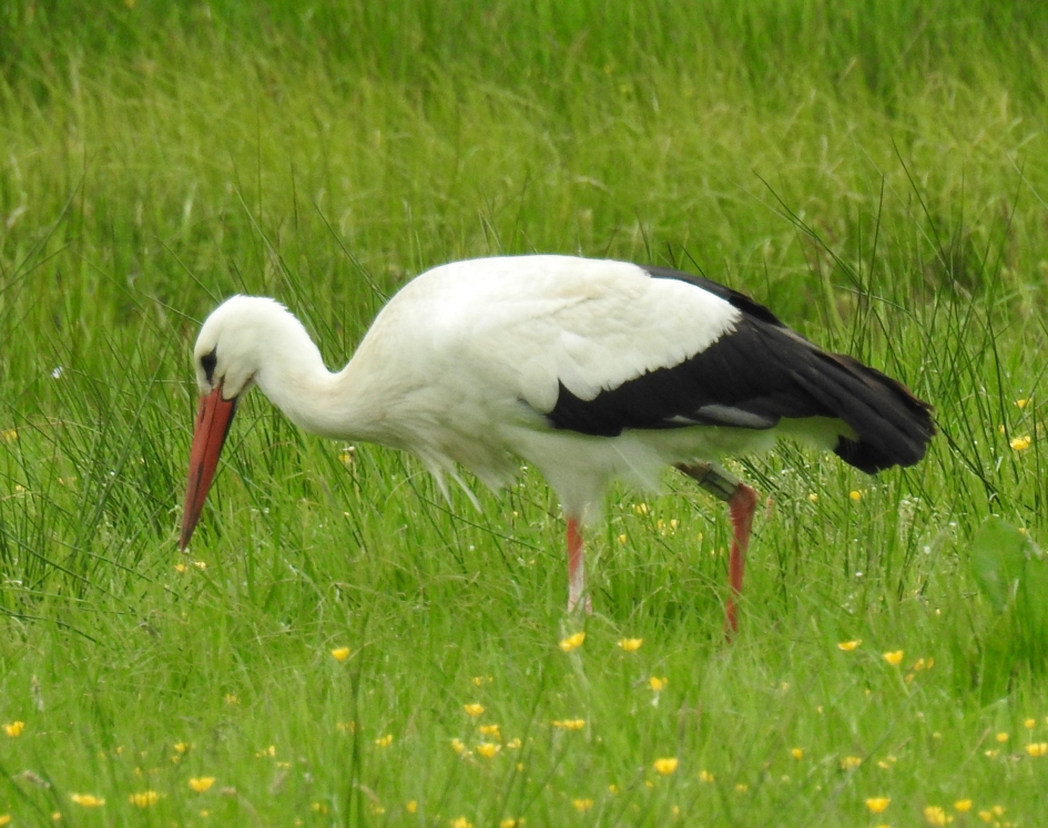Foeragerende ooievaar - Vogels - Ooievaar
