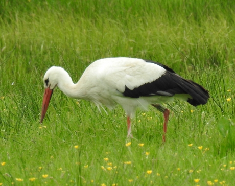 Foeragerende ooievaar