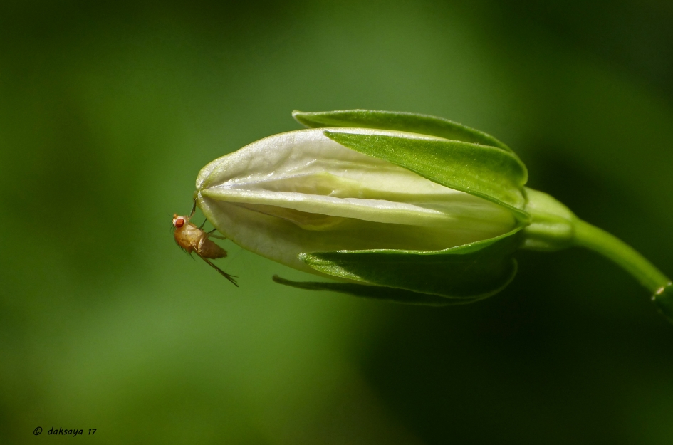 Fruitvliegje - Geleedpotigen - 